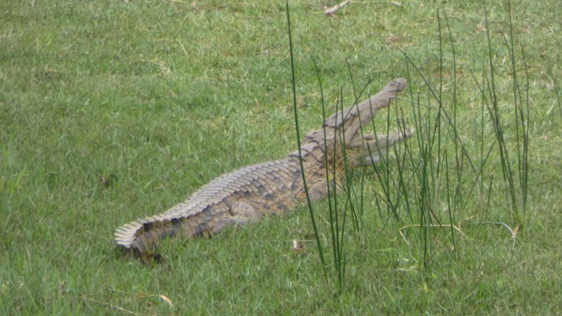 Krokodil im Gras.jpg